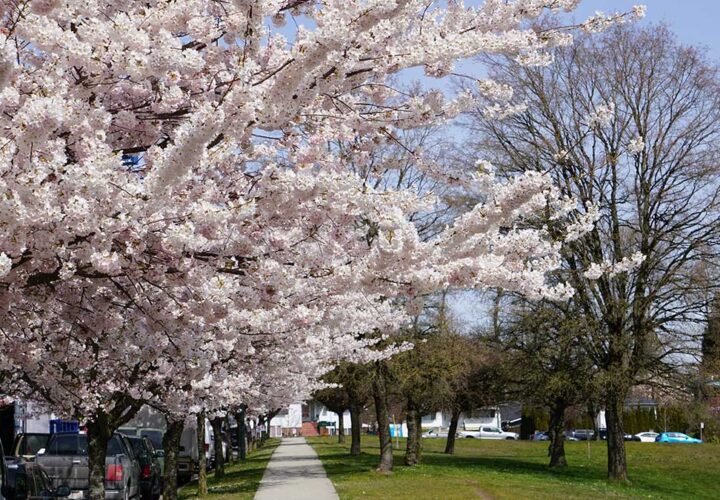 Cherry Trees by Winona Park